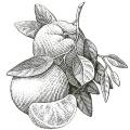 frutta.gif